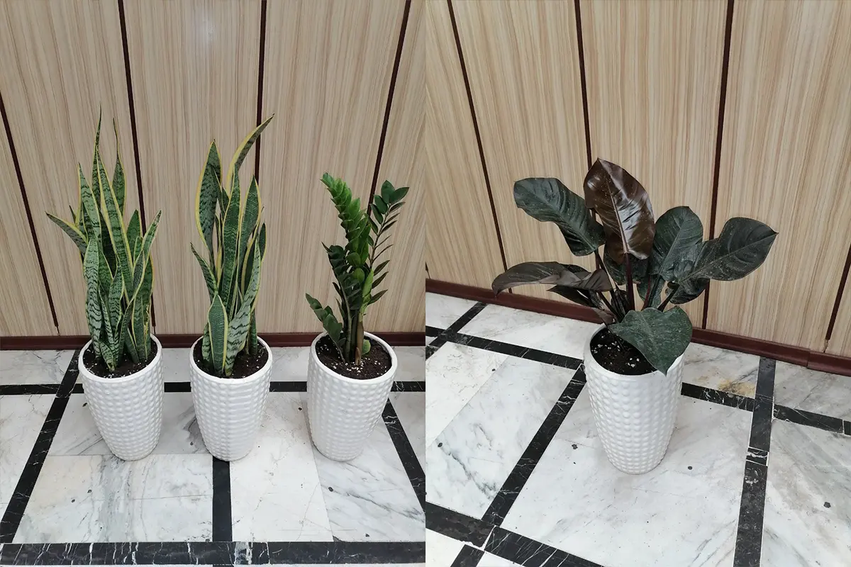 سبزپوش 4 نمونه کار گل های آپارتمانی