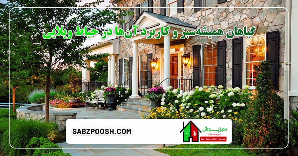 بهترین گیاهان مناسب برای خانههای ویلایی 3 گیاهان همیشهسبز و کاربرد آنها در حیاط ویلایی